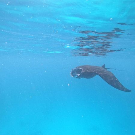 Ambower Homestay Raja Ampat Fam Luaran gambar