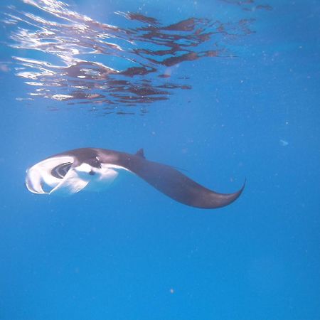 Ambower Homestay Raja Ampat Fam Luaran gambar